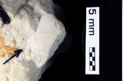 Foto (Detailansicht) von Longodromites ovalis (Moericke, 1897) (NHMW-GEO-1990-0041-0237)